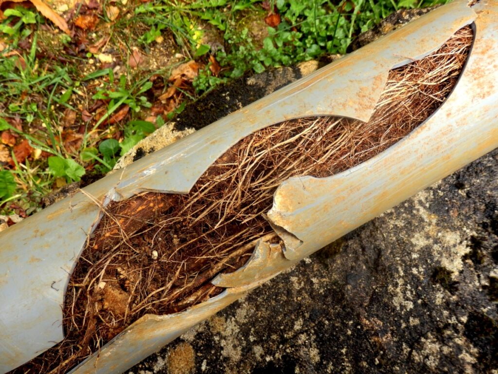 A broken pipe with tree root intrusion.